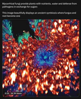 A root and its mycorrhizal fungus surroundings.PNG