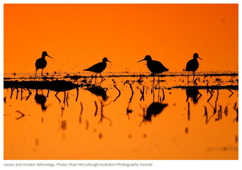 Audubon - Photo by Shari McCollough.jpg