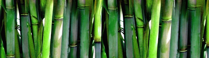 Bamboo-header.jpg