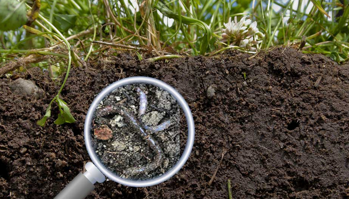 Dirt, soil, worms, good.png