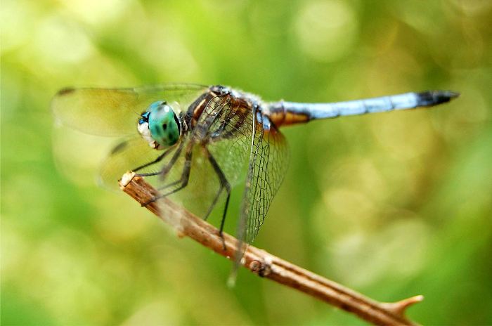 File:Dragonfly3.jpg