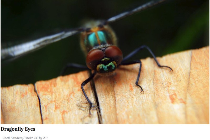 Dragonfly Eyes.jpg