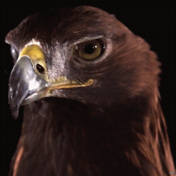 File:EagleEyeView.gif