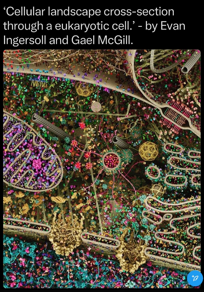 Eukaryotic Cell SCU.jpg