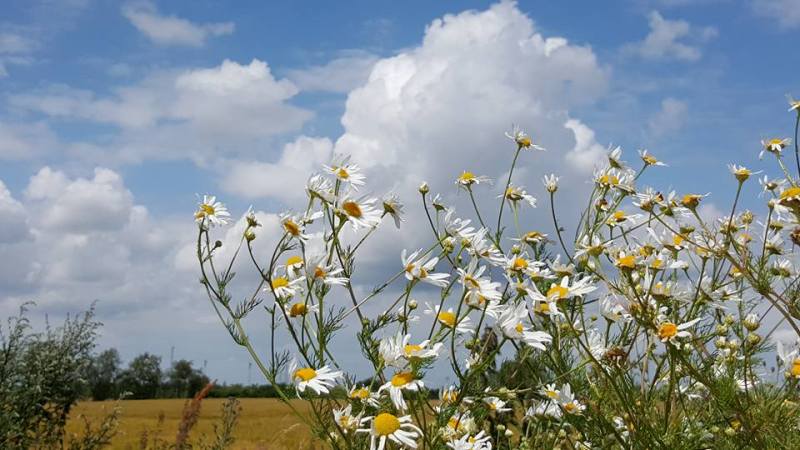 Flowers to the Sun & Sky via Marina Poulsen.jpg