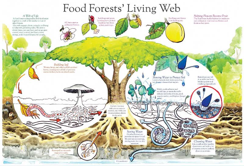 Food-Forests-Living-poster by Molly Danielsson.jpg