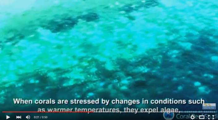 Great Barrier Reef severe bleaching die-off.png