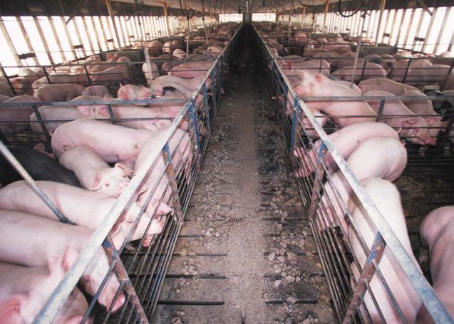 Hog confinement cafo.png