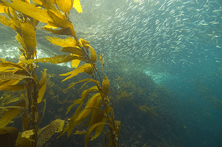 Kelp NOAA credit Robert Schwemmer.jpg