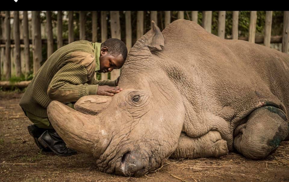 Last male northern white Rhino - 2018.jpg