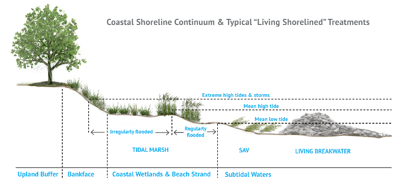 Living-Shoreline.png