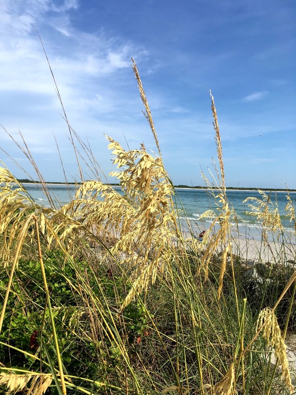 Living Shoreline - St Pete Beach - July 2020.jpg