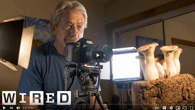 Making of Fantastic Fungi.jpg