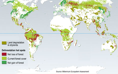 Millennium - loss-of-forest1.jpg