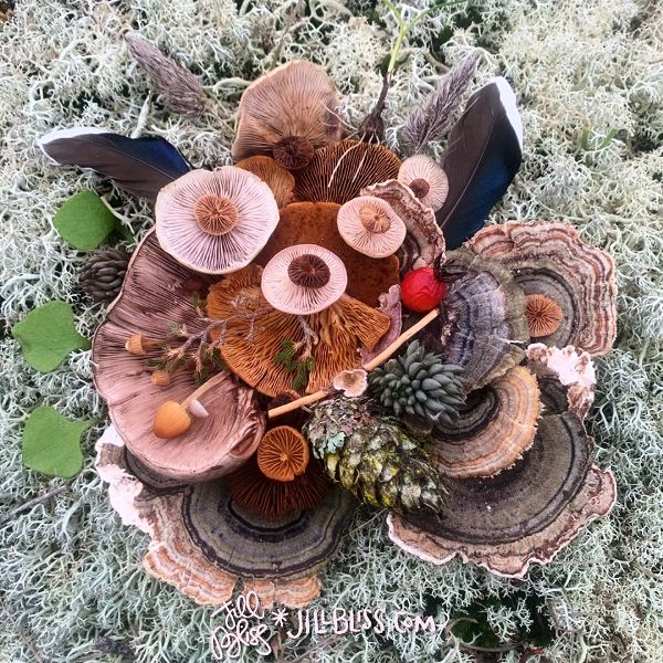 Mushrooms collected on a salish walk by jill bliss.jpg