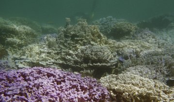 Ocean acidification NOAA s.jpg