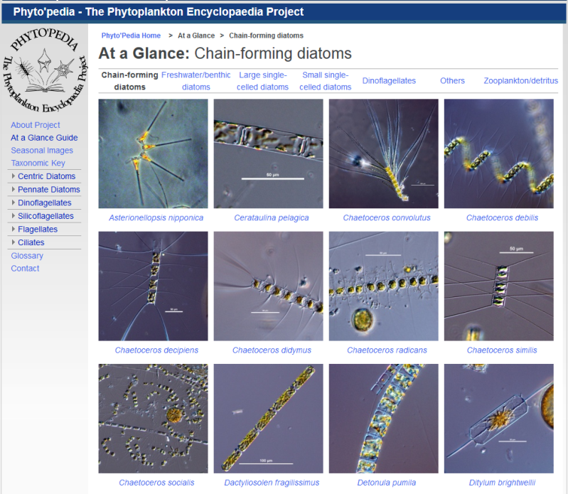 Phytoplankton-Phytopedia 2016.png