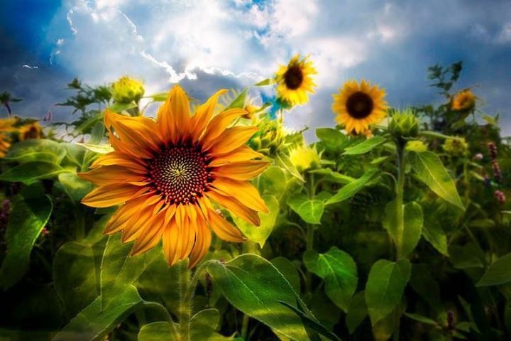 Planet Citizen green energy.JPG