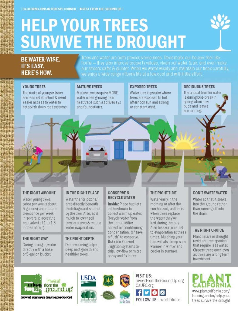 Plant Trees-infographic.jpg