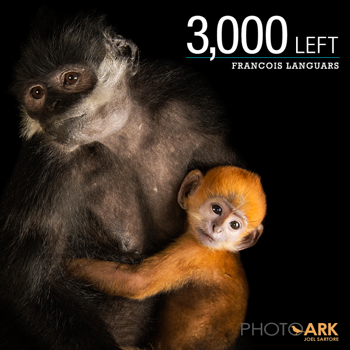 RacingExtinction Francois-Languars2 3000Left.png