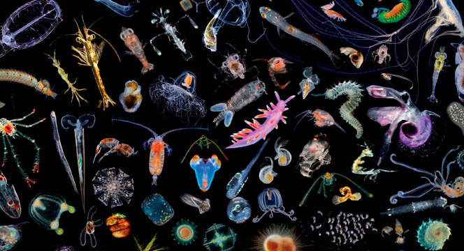 Racing Extinction websiteplankton.jpg