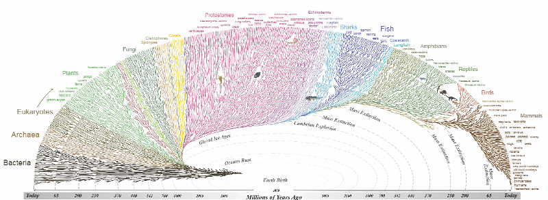 Tree of Life Explorer - Evogeneao.png