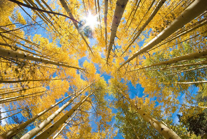 File:Aspen Canopy.jpg