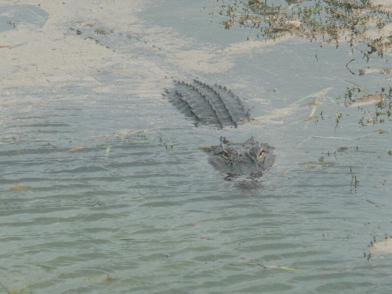 File:Hello, no there's nothing to eat.jpg