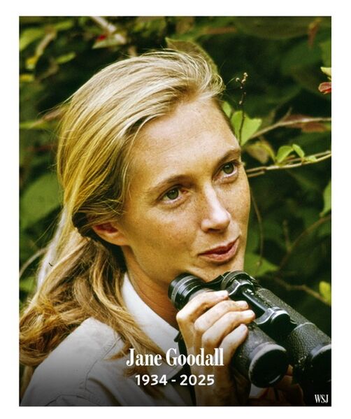 File:Jane Goodall 1934-2025.jpeg
