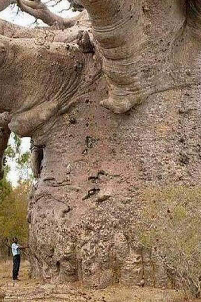 File:Oldest tree.png