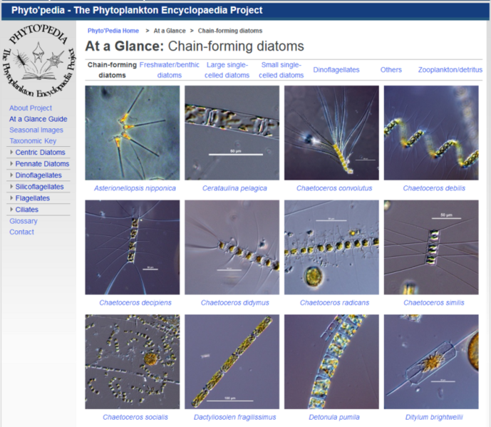 File:Phytoplankton-Phytopedia 2016.png