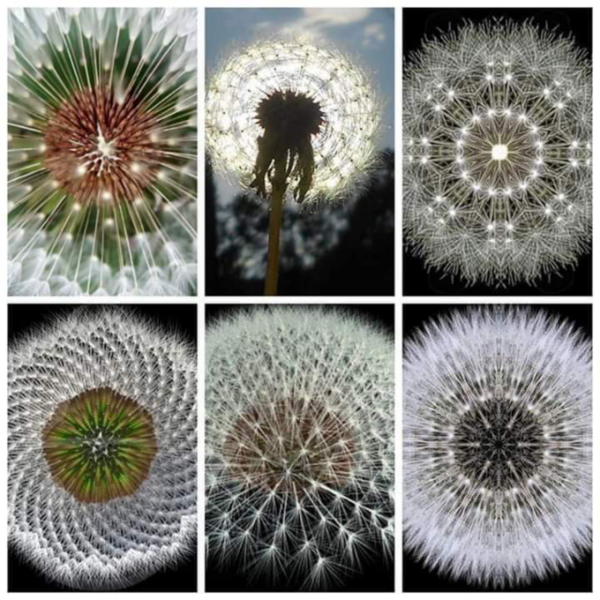 File:Spring dandelions on the wind.png